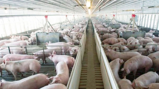 ¿Qué hay que hacer con los deshechos de los cerdos para China?