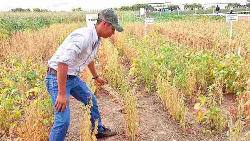 Bolivia prepara nueva soya transgénica resistente a plagas y sequía para 2021