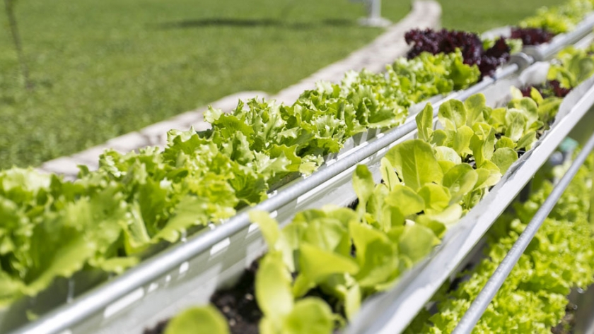 Agricultura urbana y gobiernos locales: logros y desafíos futuros