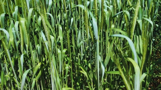 Dos nuevos triticales del INTA impulsan la oferta forrajera y los cultivos de servicio