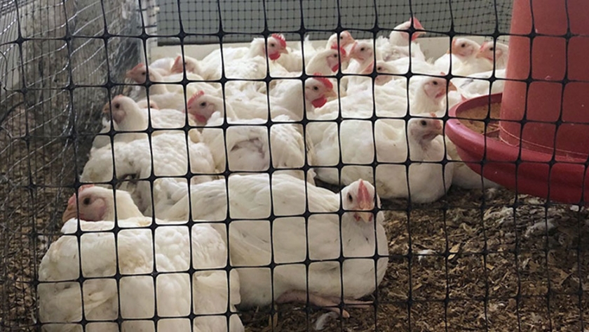La reutilización de la basura de pollo muestra beneficios
