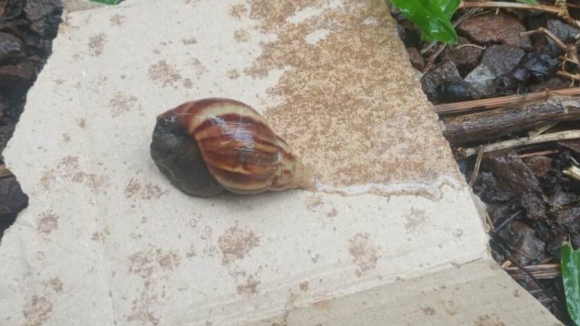 Misiones: Detección de Caracol Gigante Africano en el Departamento Guaraní