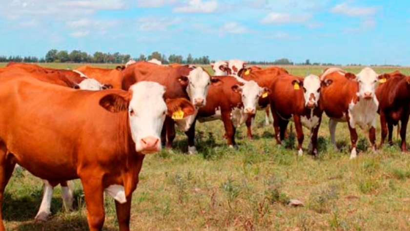 Más de un millón de animales ingresaron a recrías pastoriles
