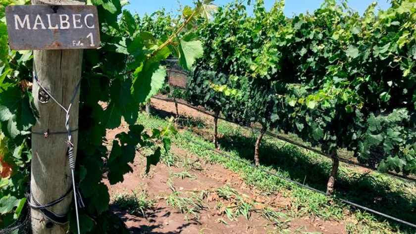 Seis mil productores de Malbec corren riesgo de tener que abandonar sus viñedos