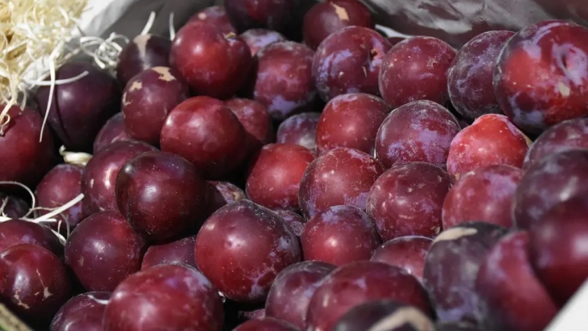 Senasa certificó las ciruelas frescas mendocinas que fueron despachadas a Brasil libres de Lobesia botrana