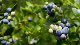 Agricultura distingue con el Sello de Calidad 