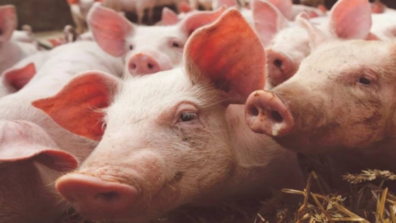 Inversiones chinas: cómo se controlarían las granjas porcinas