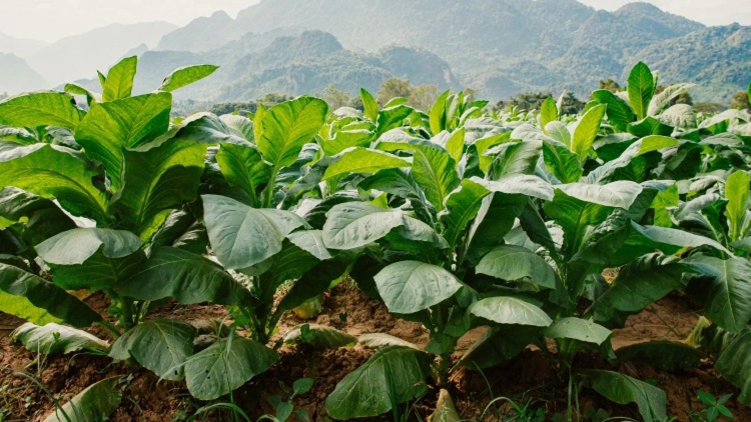 La campaña tabacalera 2026 arranca con un aumento del 30% en el precio de referencia