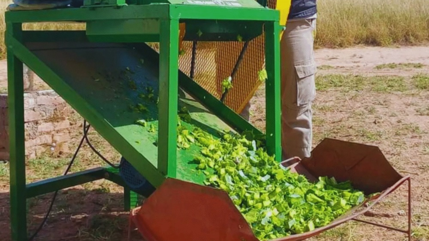 Nueva máquina para procesar tuna y mejorar la alimentación del ganado en zonas áridas