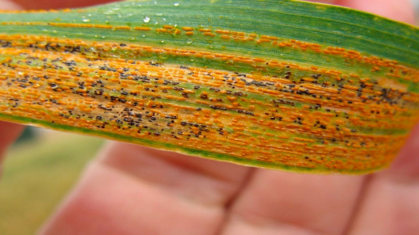 Nuevo análisis genético global avanza el desarrollo de trigo resistente a la roya amarilla