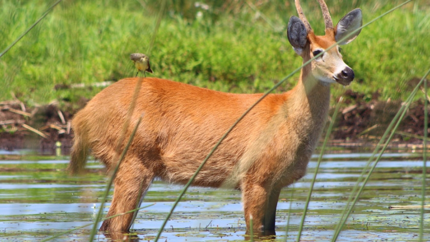 El Ministerio de Ambiente de la Nación rescató a un ciervo de los pantanos en el Delta del Paraná