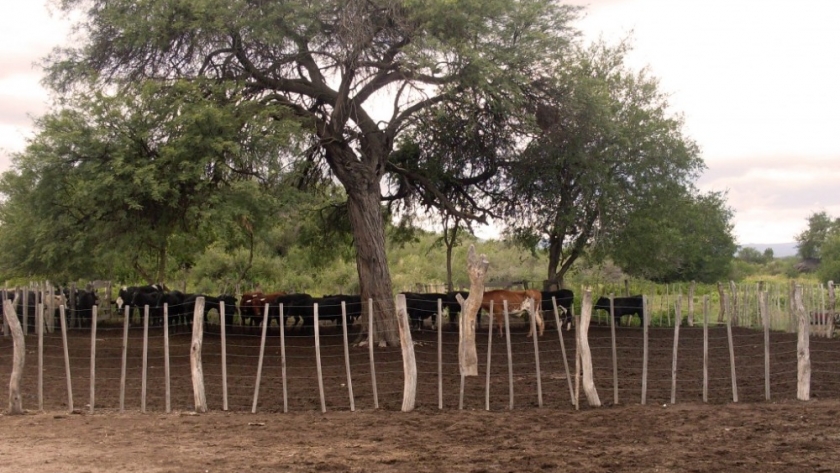Sequía: la Comisión elevó el pedido de Emergencia Agropecuaria