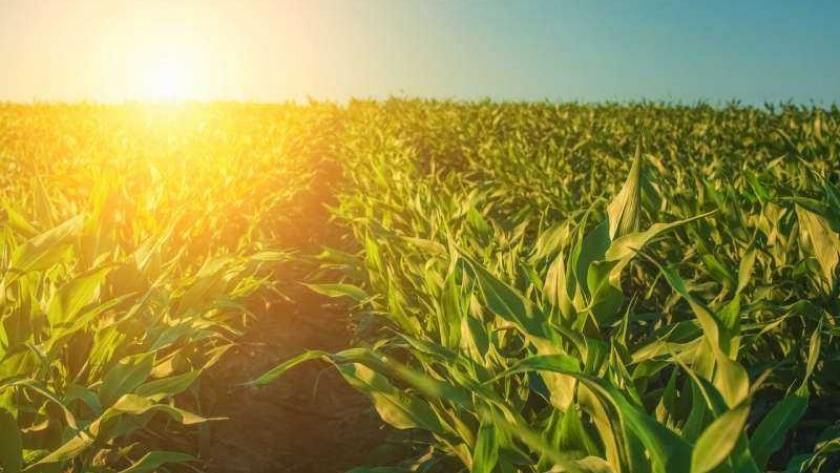 ¿El aumento de los niveles de Dióxido de Carbono realmente impulsará el crecimiento de las plantas?