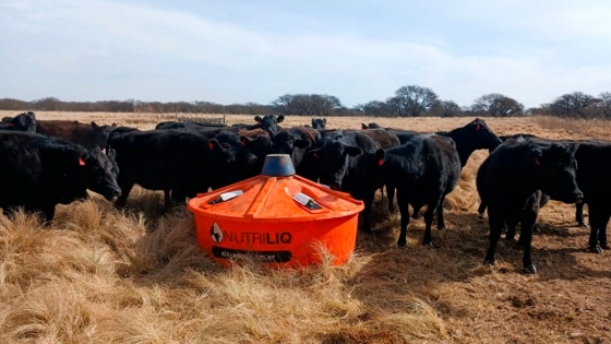 Suplementación líquida en vacas gestantes: Una estrategia que potencia la producción de carne de calidad
