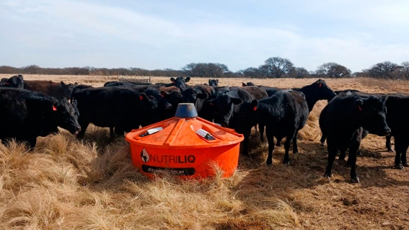 Suplementación líquida en vacas gestantes: Una estrategia que potencia la producción de carne de calidad
