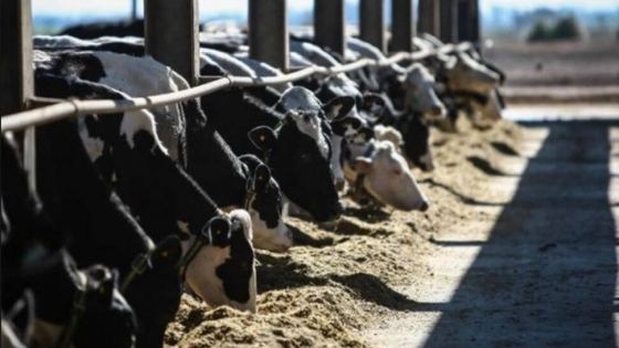 Los tambos hablan de crisis terminal: alertan que ya no pueden siquiera alimentar las vacas