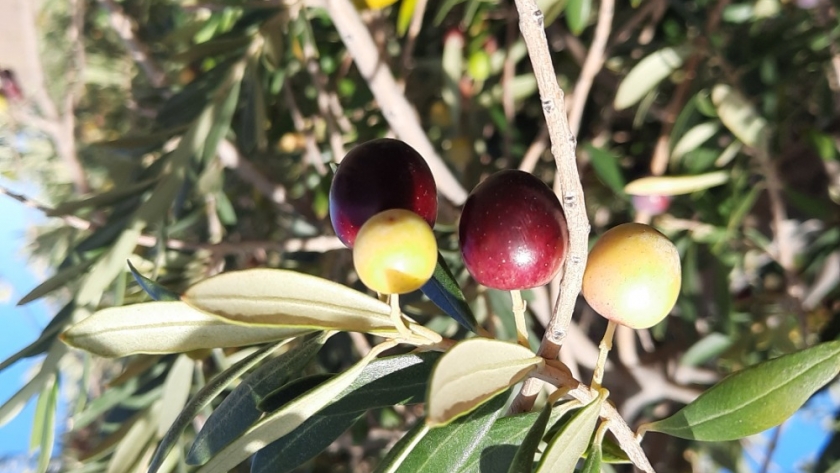 Con gran éxito, Río Negro lleva adelante la cosecha de olivos 2023