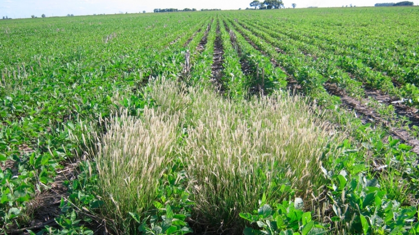 Malezas resistentes: los herbicidas y su fitotoxicidad