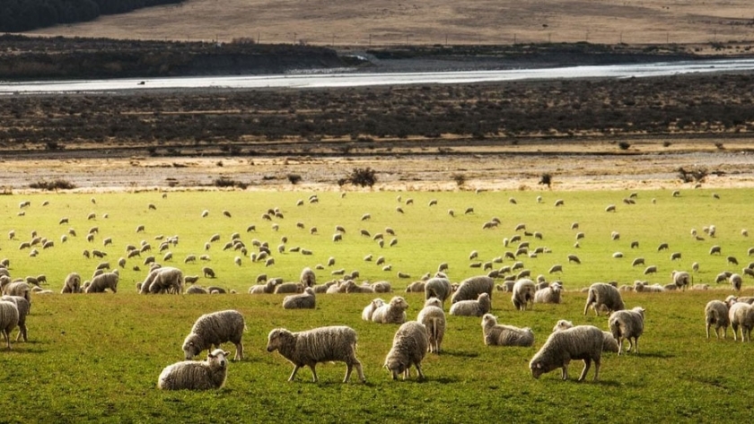 Nueva Zelanda lanza un programa genético que permitirá criar ovejas 