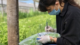 Se verifica la sanidad e inocuidad de las hortalizas frescas en el sur bonaerense