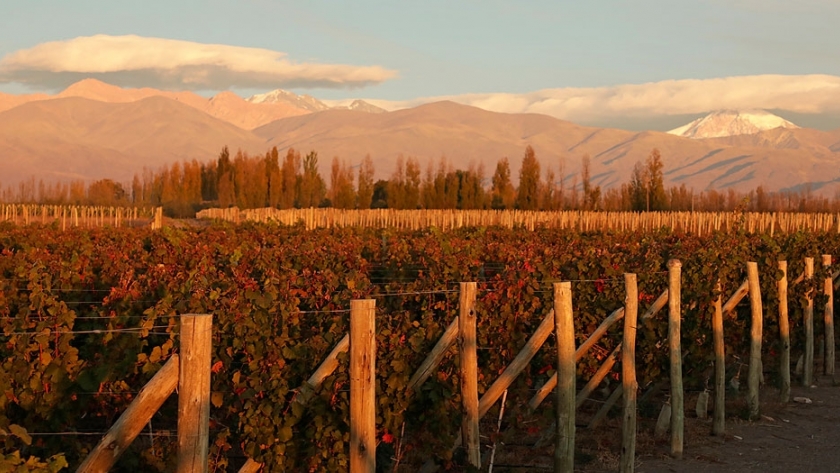 Lagarde: pioneros en la plantación de cepas no tradicionales para lograr vinos con estilo propio 