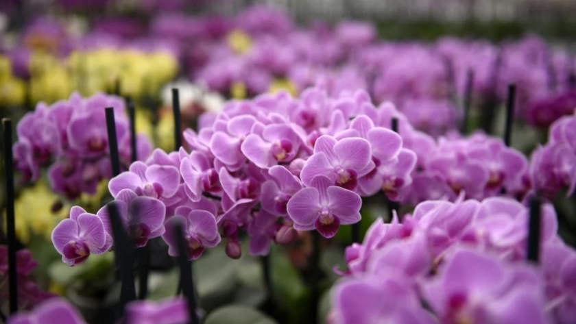 33° Fiesta Nacional de la Orquidea, 40° Fiesta Provincial de la Flor