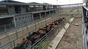 Cañuelas: la semana cerró con caídas de precio para las vacas