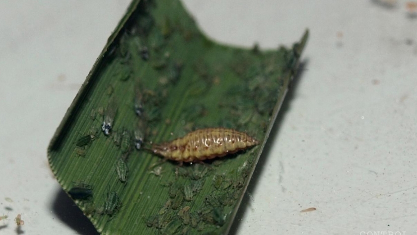 Iscamen organiza charla virtual sobre uso de biocontroladores y agroecología