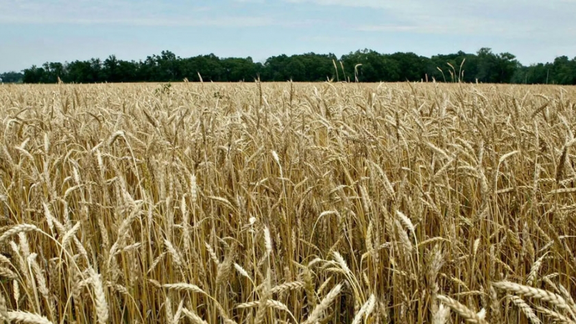 Más que un grano de esperanza a medida que comienzan las cosechas de invierno