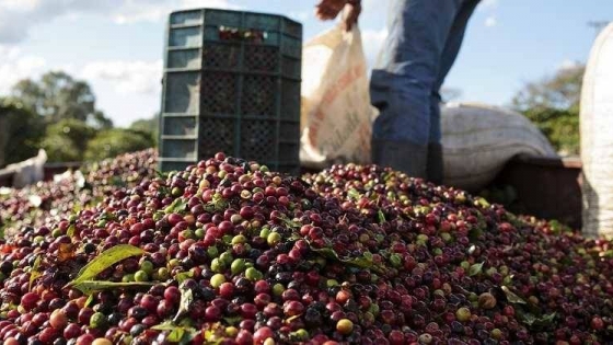 Café Colombiano en encrucijada: Producción desciende, pero las expectativas de crecimiento despiertan optimismo