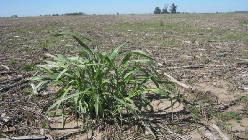 Antes que “exploten”: una guía para detectar de manera temprana a las malezas de verano