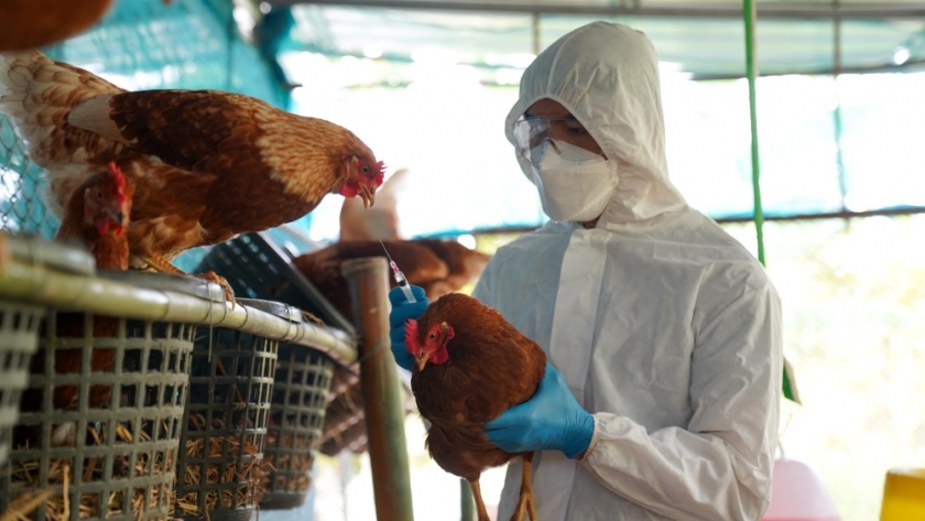 Un año después, pagarán unos 10 mil dólares en subsidios a las personas que sufrieron el sacrificio de sus gallinas durante la crisis de la Influenza Aviar