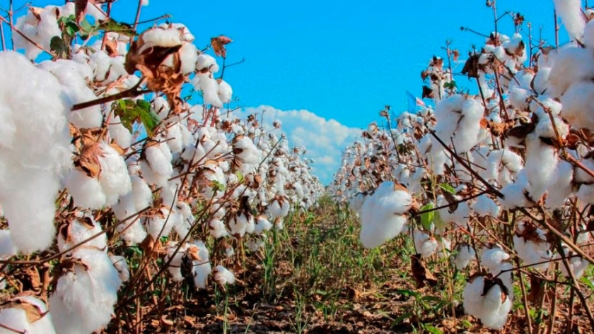 Los productores algodoneros deberán declarar la siembra fuera de la fecha permitida
