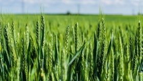 El trigo argentino se prepara para debutar en China: cuáles son los requisitos para poder exportar