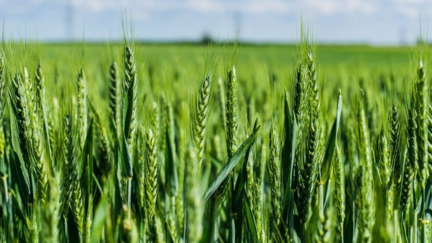 El trigo argentino se prepara para debutar en China: cuáles son los requisitos para poder exportar