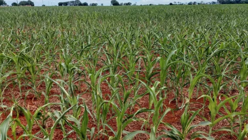 La sequía amenaza la temporada de siembra en Argentina y Brasil: alerta por bajos niveles de precipitación