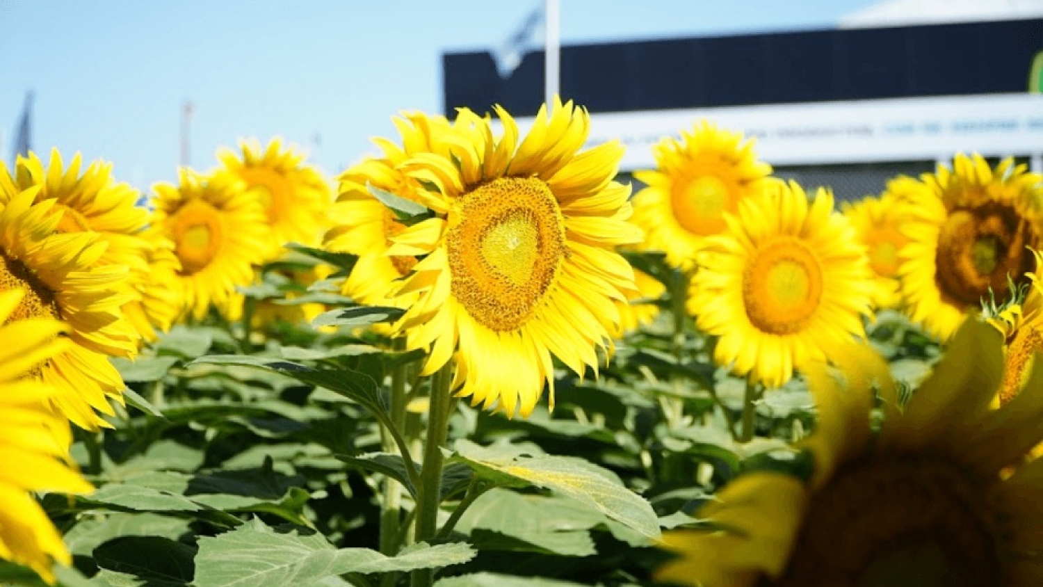 El girasol alcanzó una cosecha histórica y consolidó su expansión en todo el país
