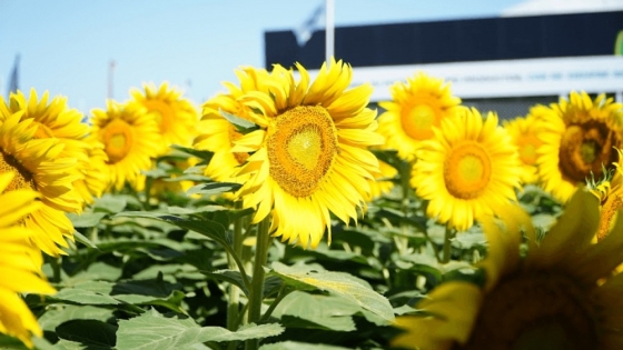 El girasol alcanzó una cosecha histórica y consolidó su expansión en todo el país