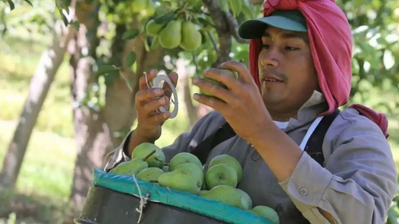 Producción en Allen: peras, manzanas y diversificación frutihortícola