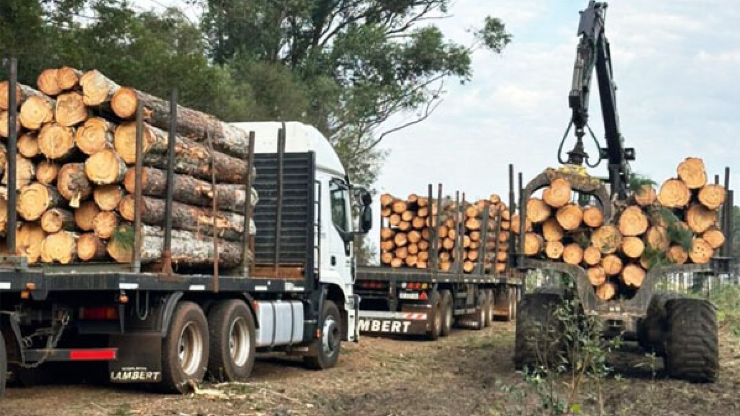 La forestoindustria chaqueña pidió cambios urgentes al Gobierno provincial para destrabar la actividad