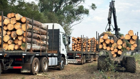 La forestoindustria chaqueña pidió cambios urgentes al Gobierno provincial para destrabar la actividad