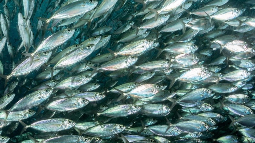 Invasión de peces en Puerto Madero: el fenómeno que sorprendió a vecinos y turistas