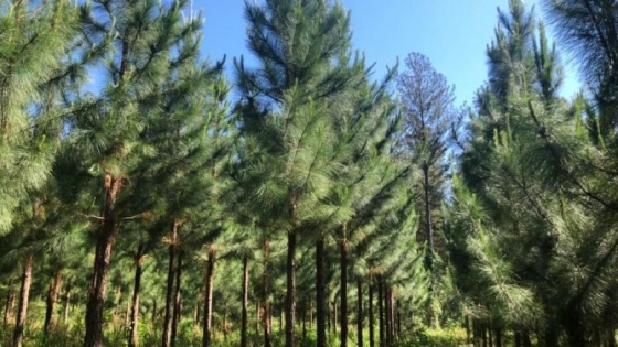 Inversión extranjera en el NEA: proyectan una planta de resina de pino por US$30 millones en Corrientes