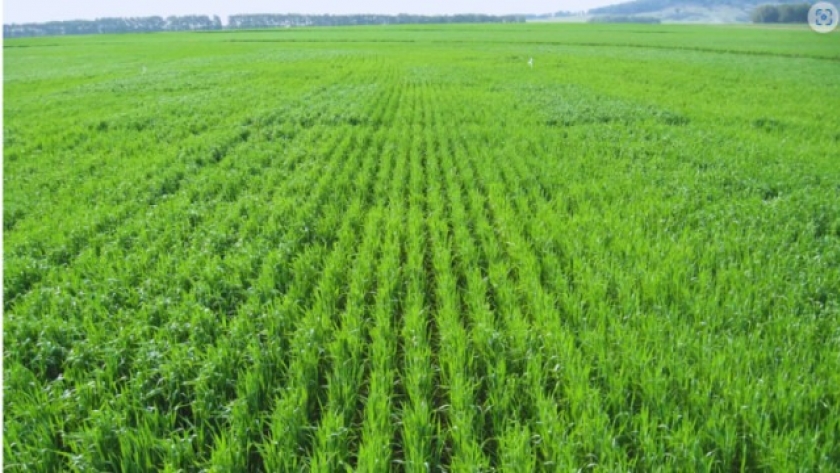 La degradación de los suelos agranda la brecha productiva y compromete la calidad del trigo