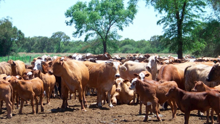 Ganadería tropical: pautas para potenciar el manejo del rodeo en condiciones extremas
