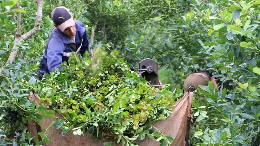 National Geographic   destaca la Yerba Mate