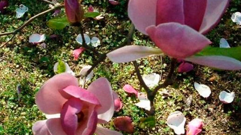 Cultivar magnolia liliflora