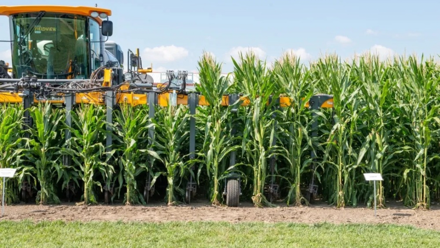 Maíz de baja estatura: replantean la estrategia de nitrógeno para maximizar rendimiento y eficiencia
