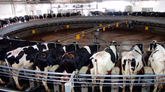 Adecoagro ve los frutos de su inversión: creció 17% la producción de leche