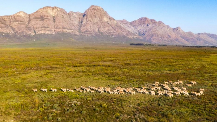 Swartland, un paraíso oculto en Sudáfrica